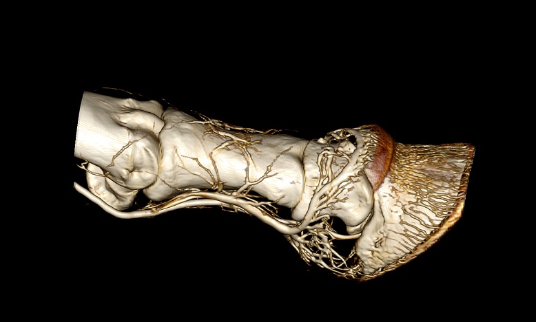 Sagittal Opaque - Horse Limb.jpg