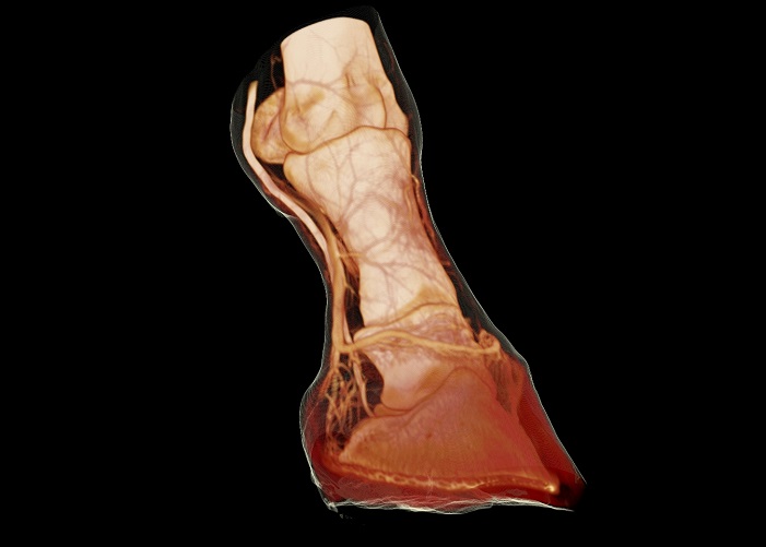 Coronal Transparent H&S - Arthritic Horse Limb.jpg