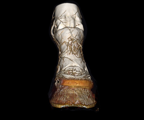 Coronal Opaque - Arthritic Horse Limb.jpg