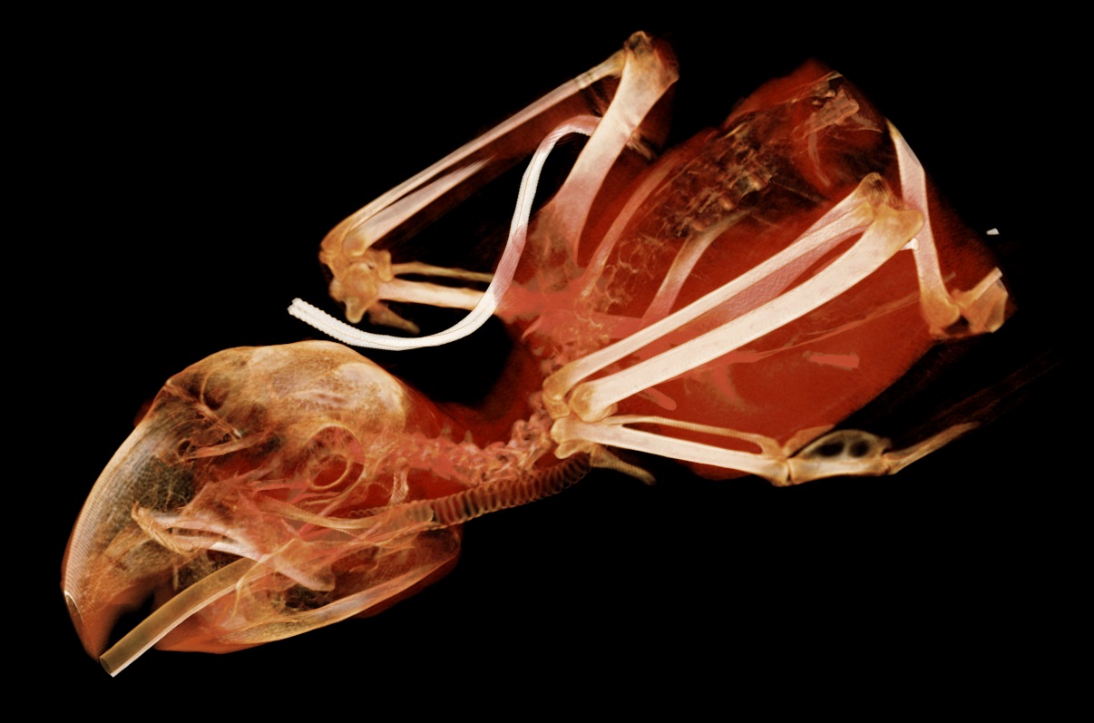 Parrot Skeleton + soft tissue rendering.jpg