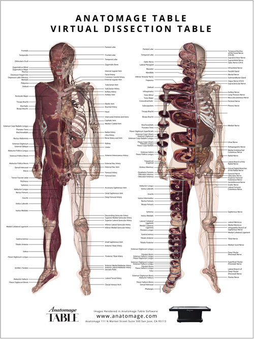 Anatomage Poster.jpg