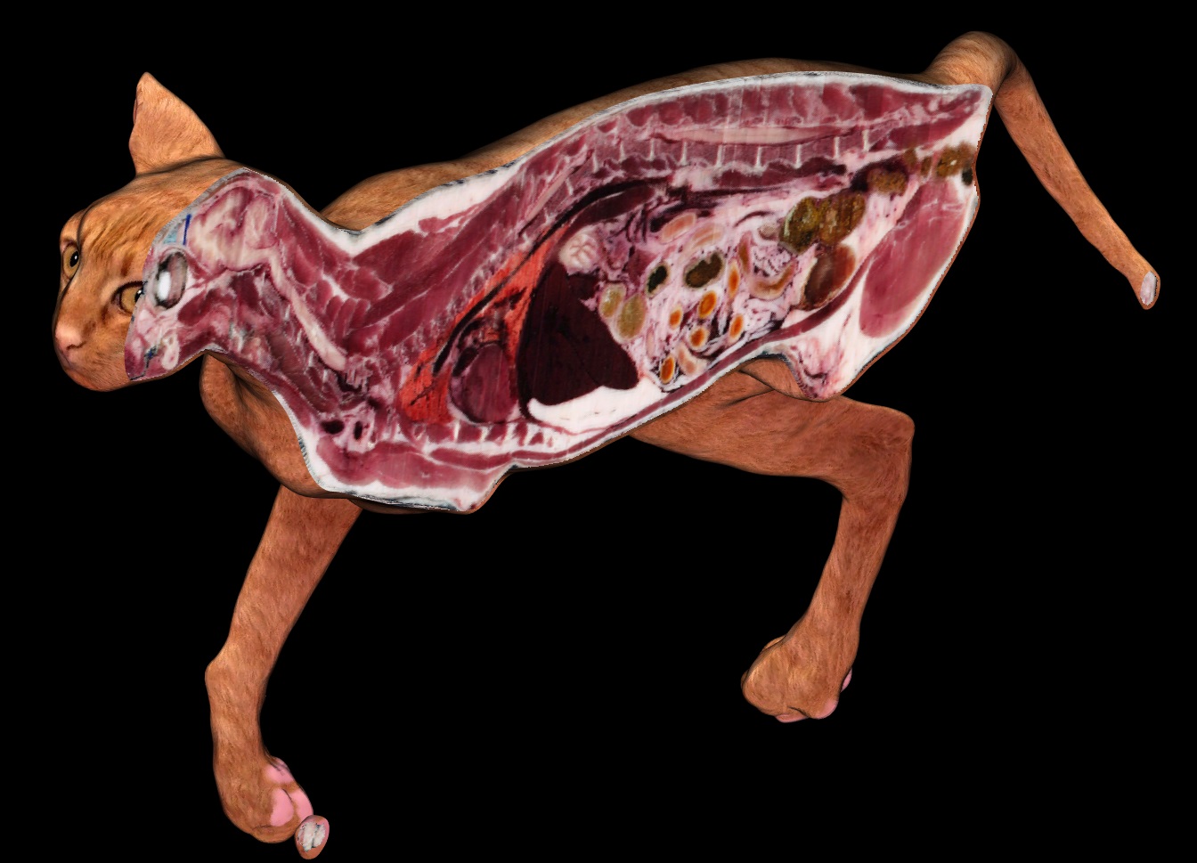 Cat Full Body Sagittal slice.jpg