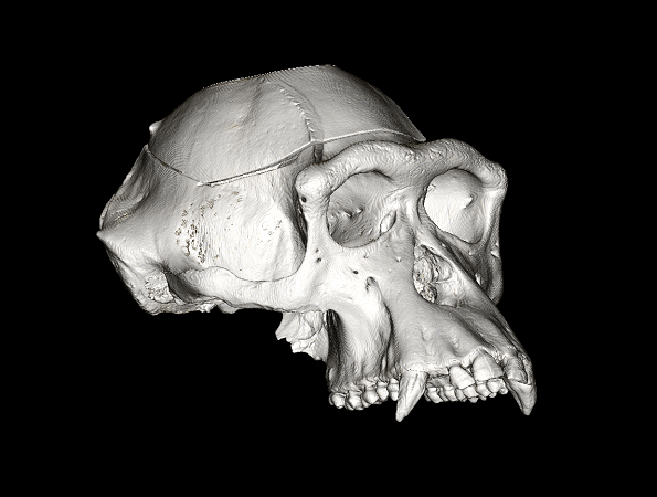 view 1 whole skull.png