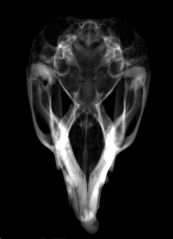 Sugar Glider XRay.jpg