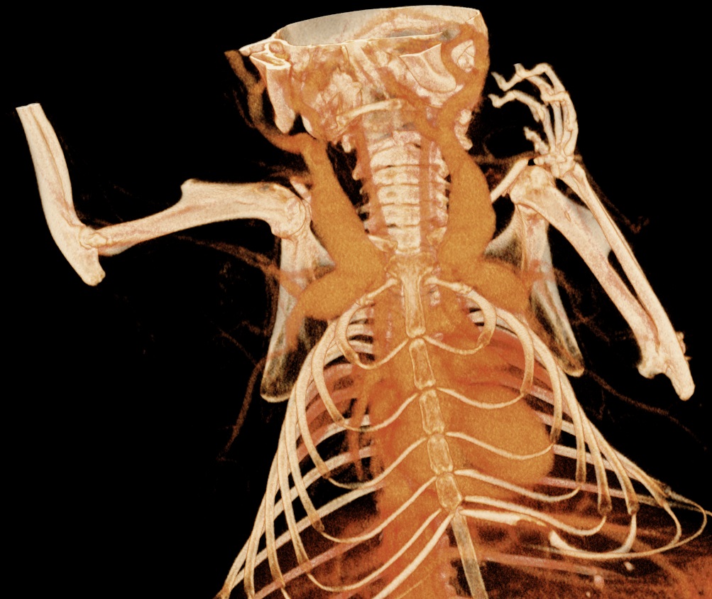 Mouse transparent hard, organs + blood vessels visible.jpg