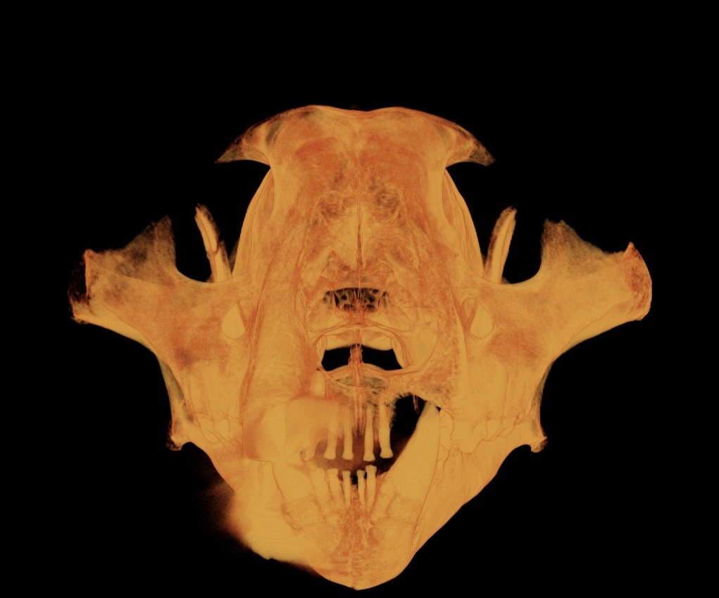 Tiger Skull T Hard Tissue.jpg